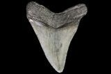 Fossil Megalodon Tooth - Georgia #76464-2